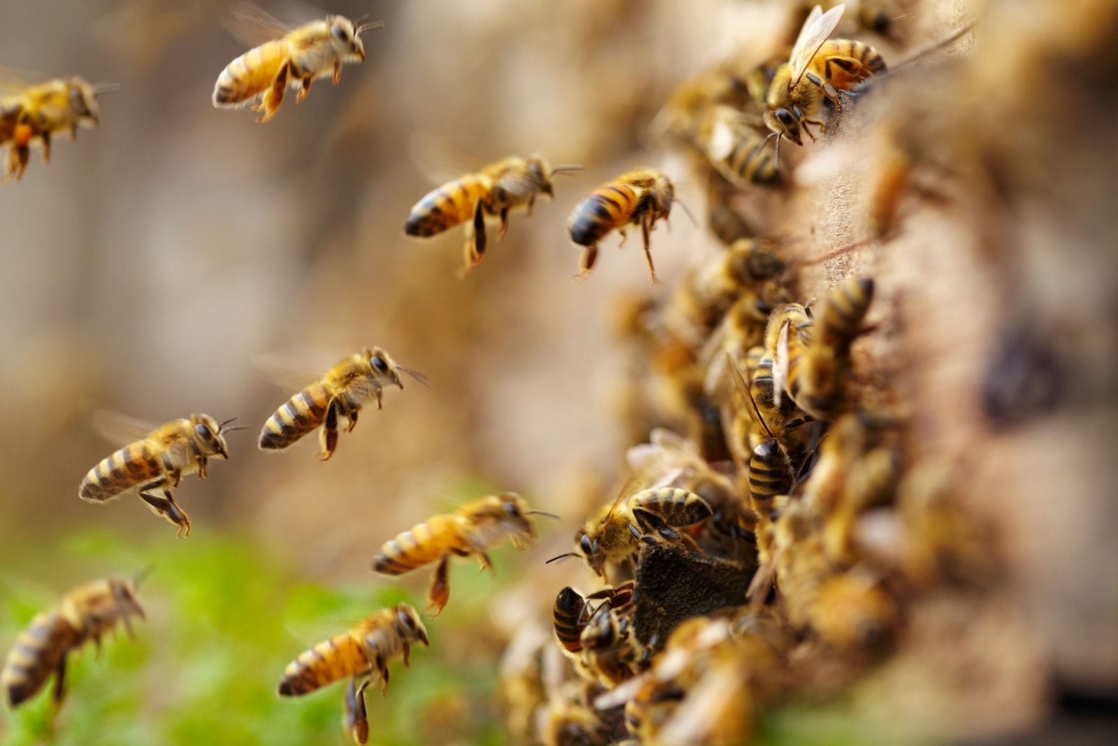 8 Reasons Bee Populations Are Declining Across Texas
