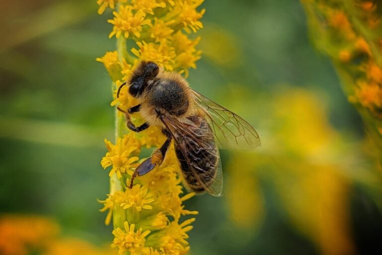 bee on a flower