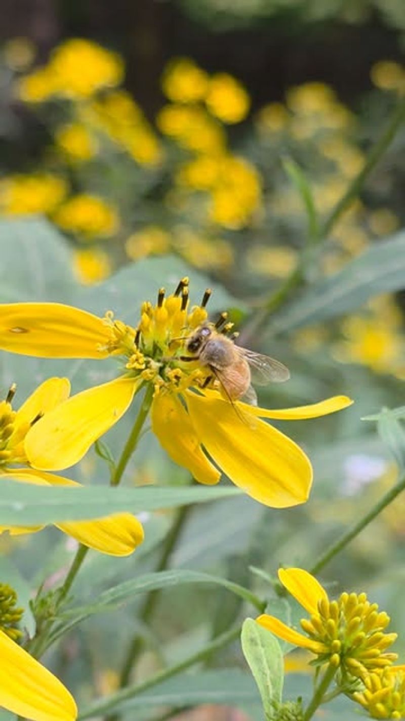Pesticides And Chemical Use
