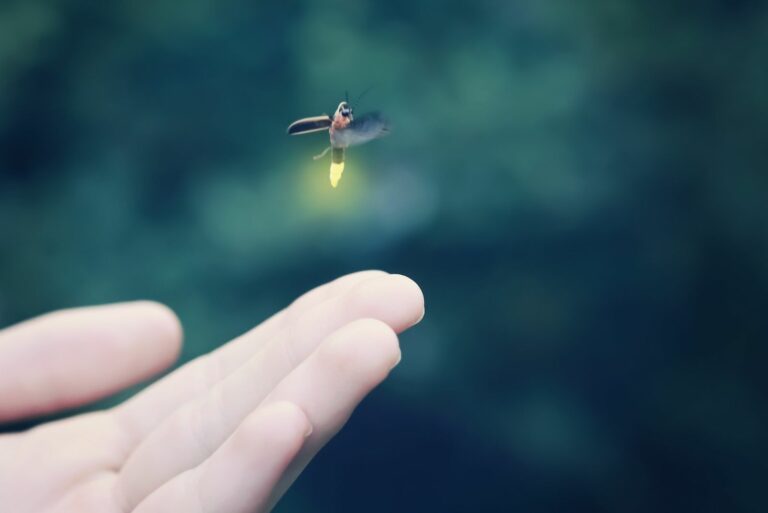 Firefly Flying Away