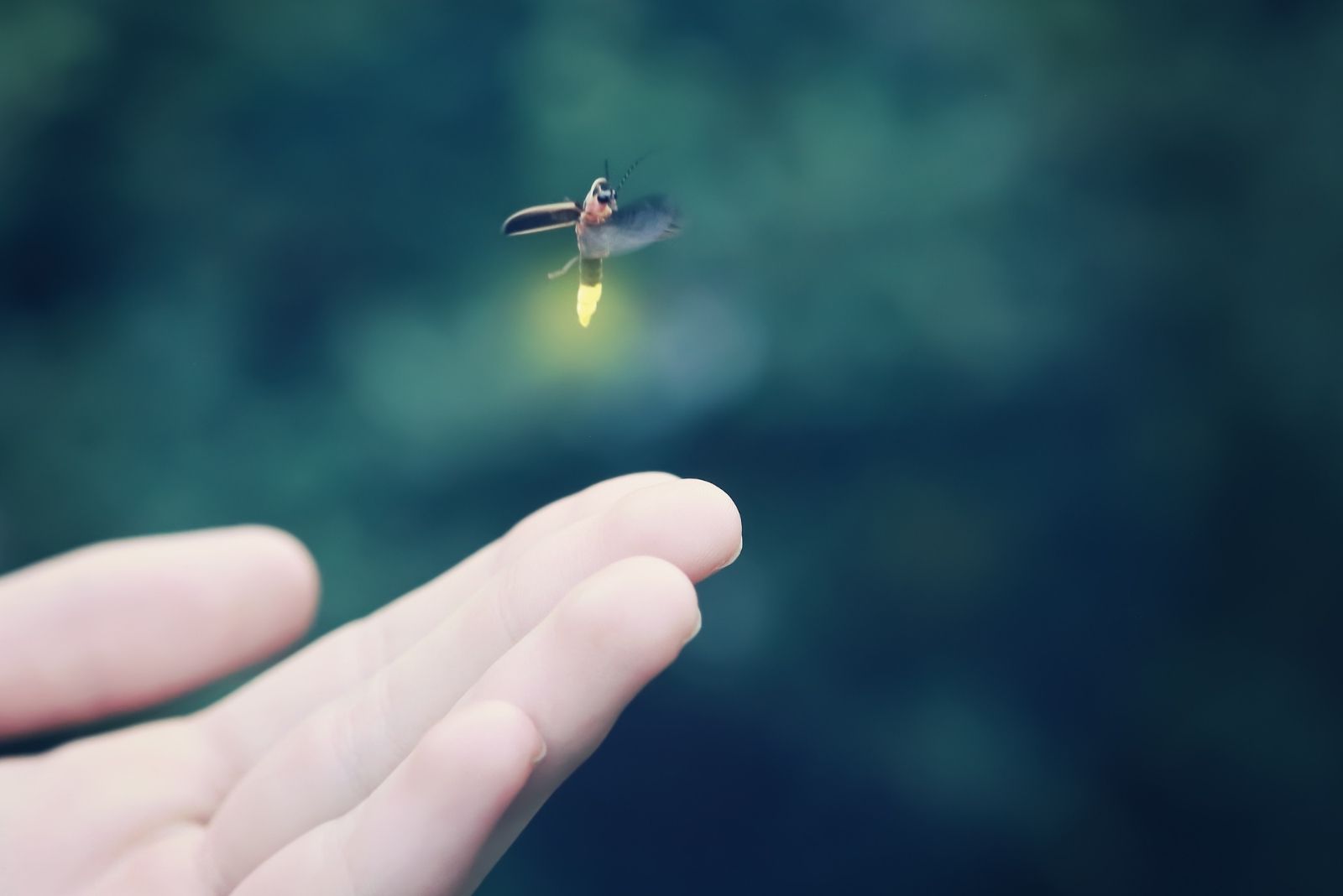 Firefly Flying Away
