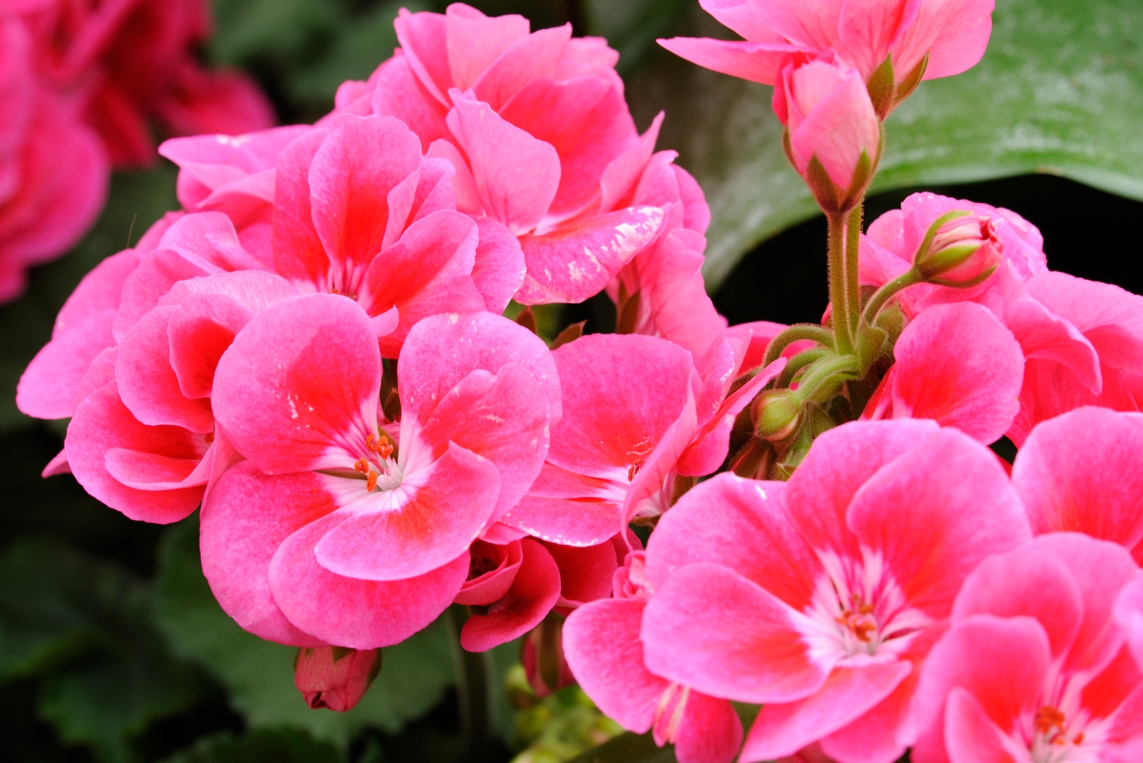 8 Reasons Gardeners In Texas Choose Geraniums For Patio Areas