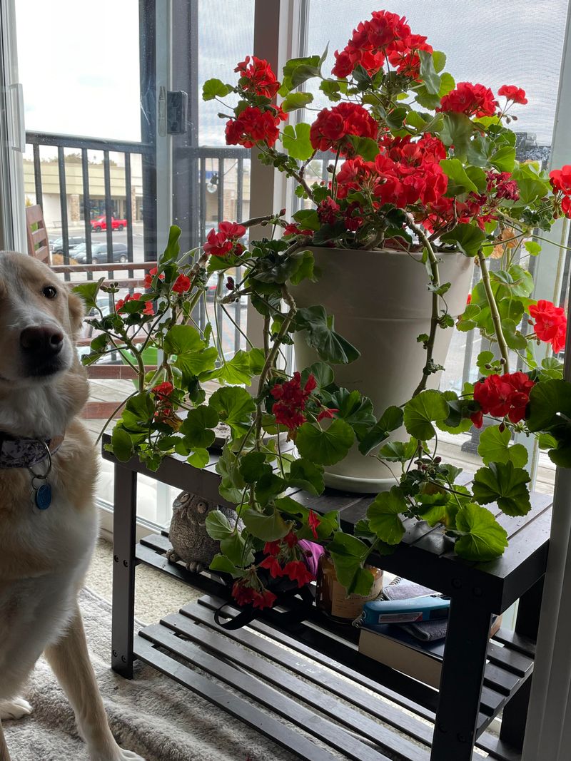 Heat Tolerance That Handles Texas Summers