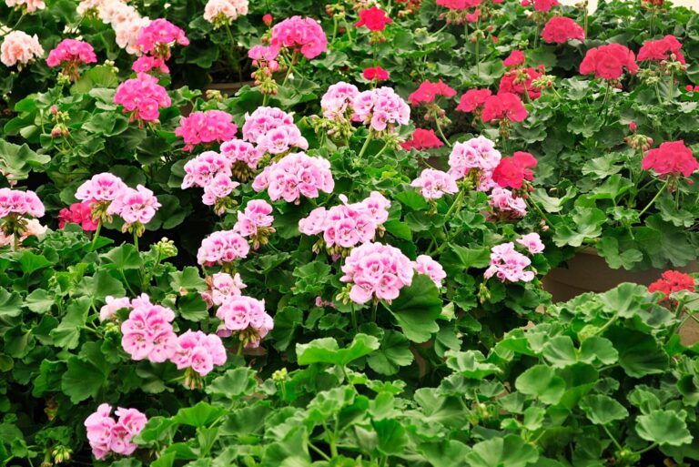 Geraniums (featured image)