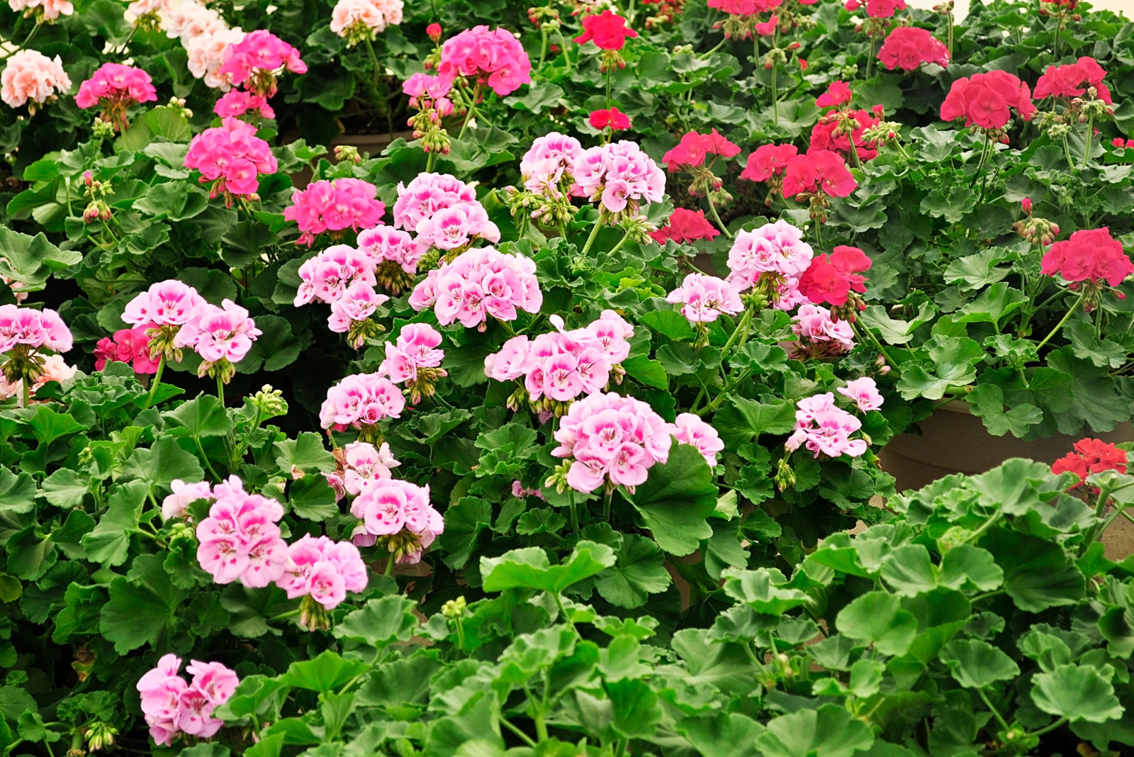 8 Reasons Geraniums Are A Smart Pick For Alabama Patio Gardens