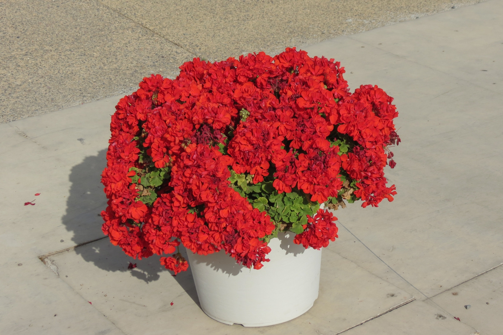 8 Reasons Geraniums Belong Right Beside Your Patio In Georgia