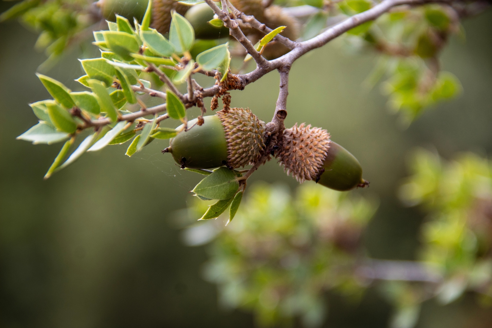 oak tree acorns