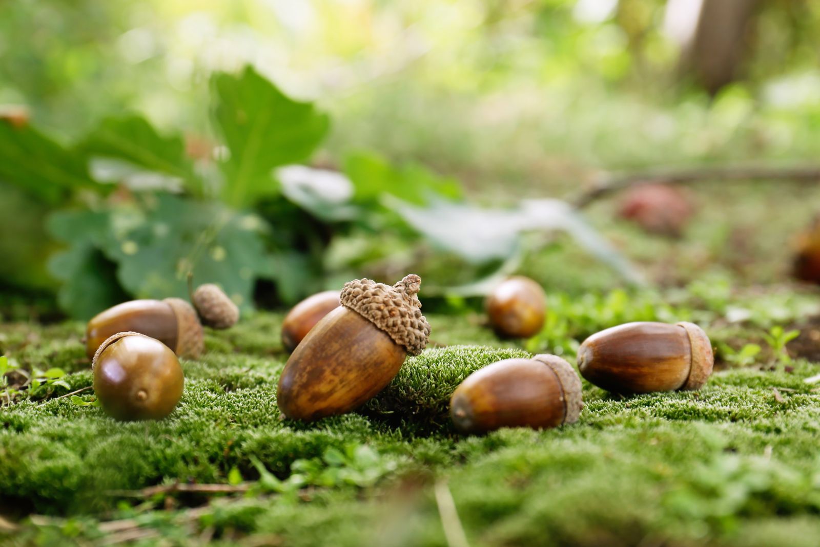 8 Reasons Indiana Homeowners Are Spotting More Acorns This Year
