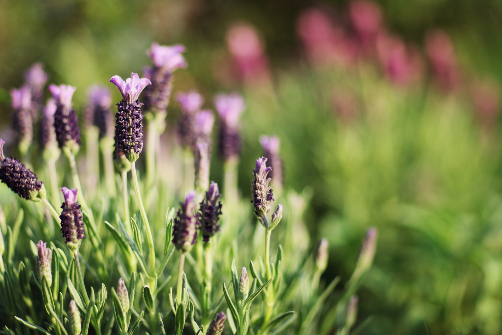 8 Reasons Lavender Thrives Beautifully Beside Patios In Wisconsin