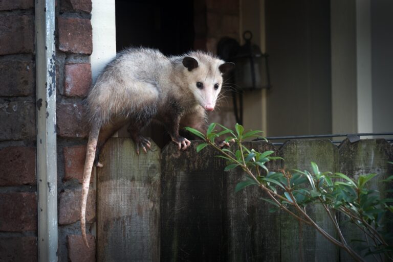 Possums (featured image)
