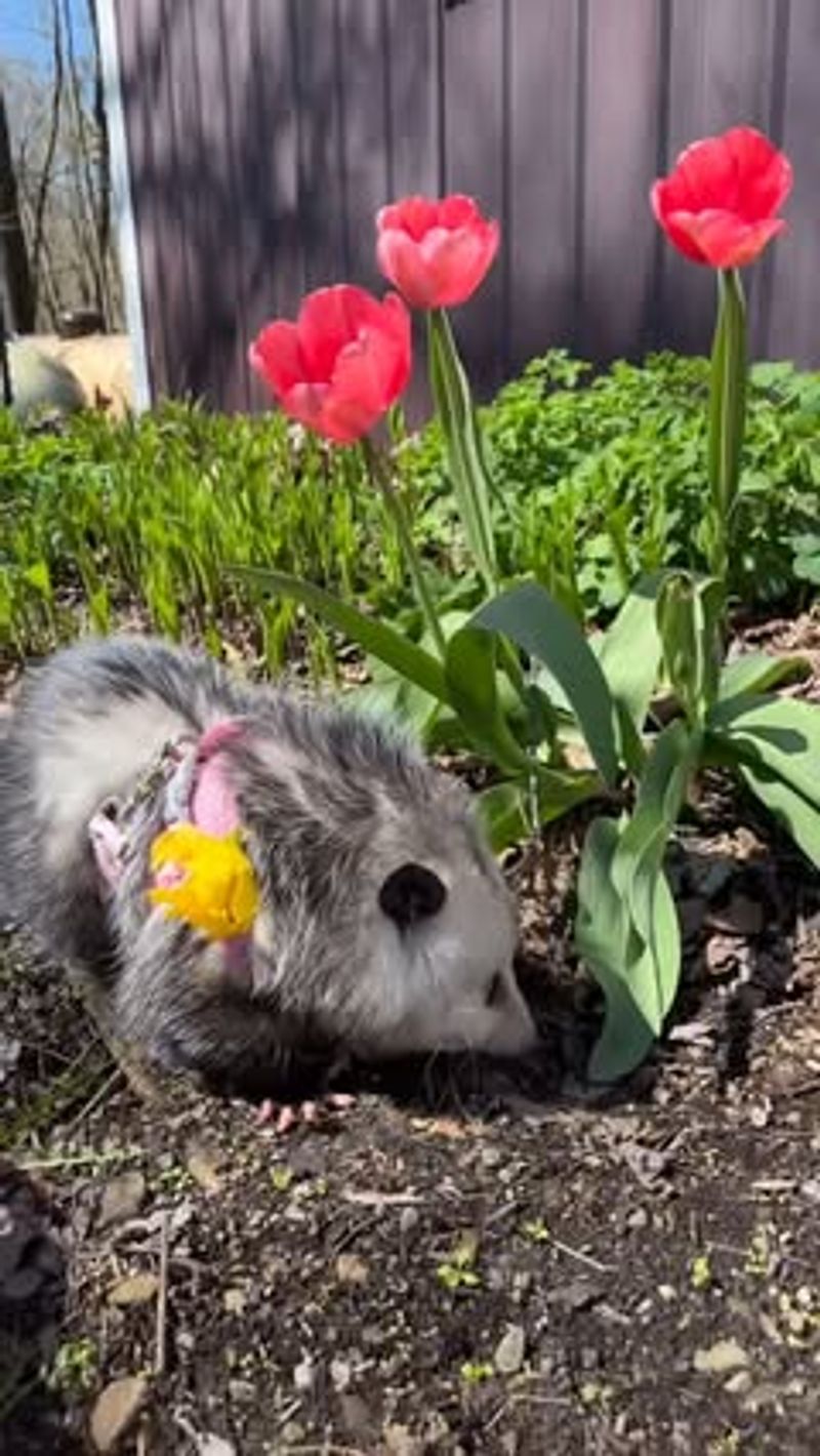 Natural Pest Control Experts