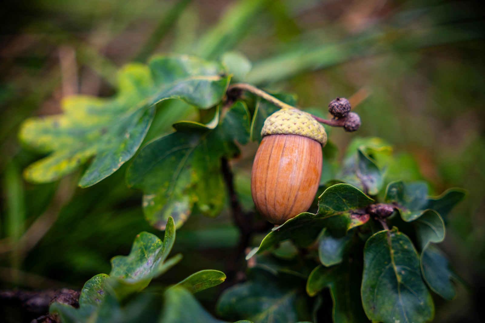acorn on oak tree branch