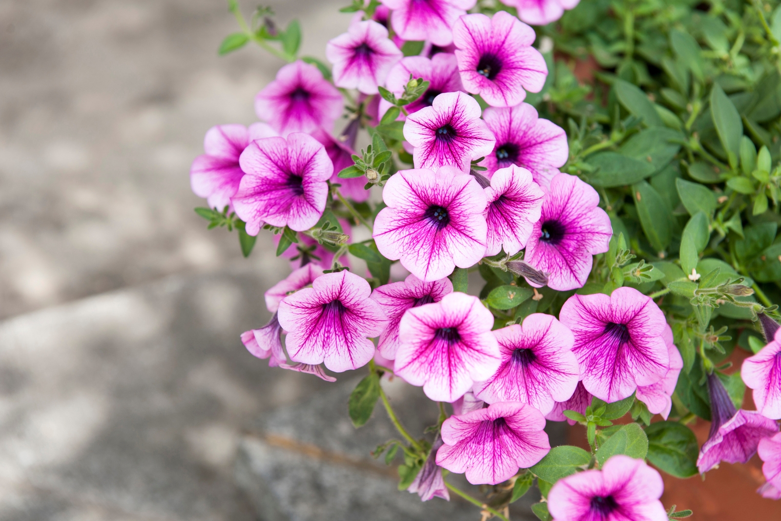 Petunias (featured image)