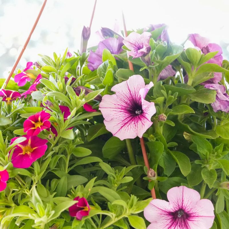 Bursts of Color That Catch Every Eye