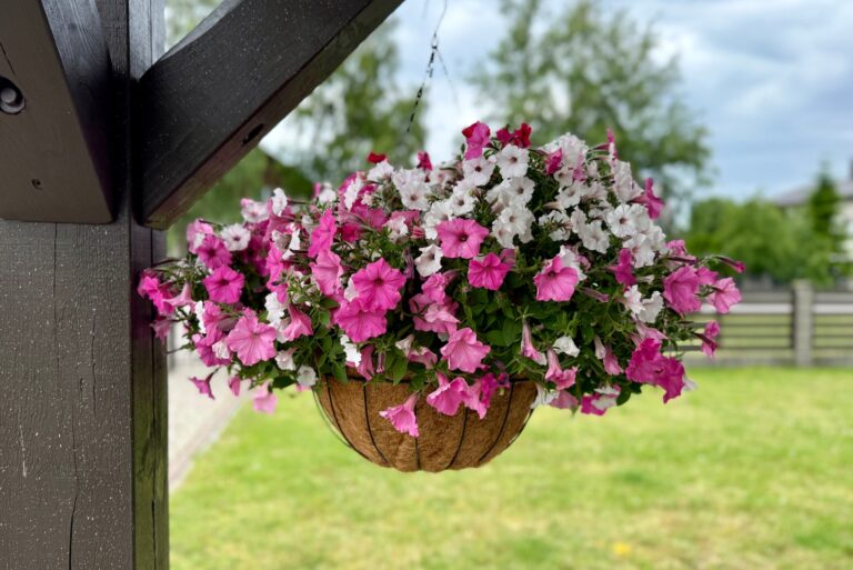 petunias (featured image)