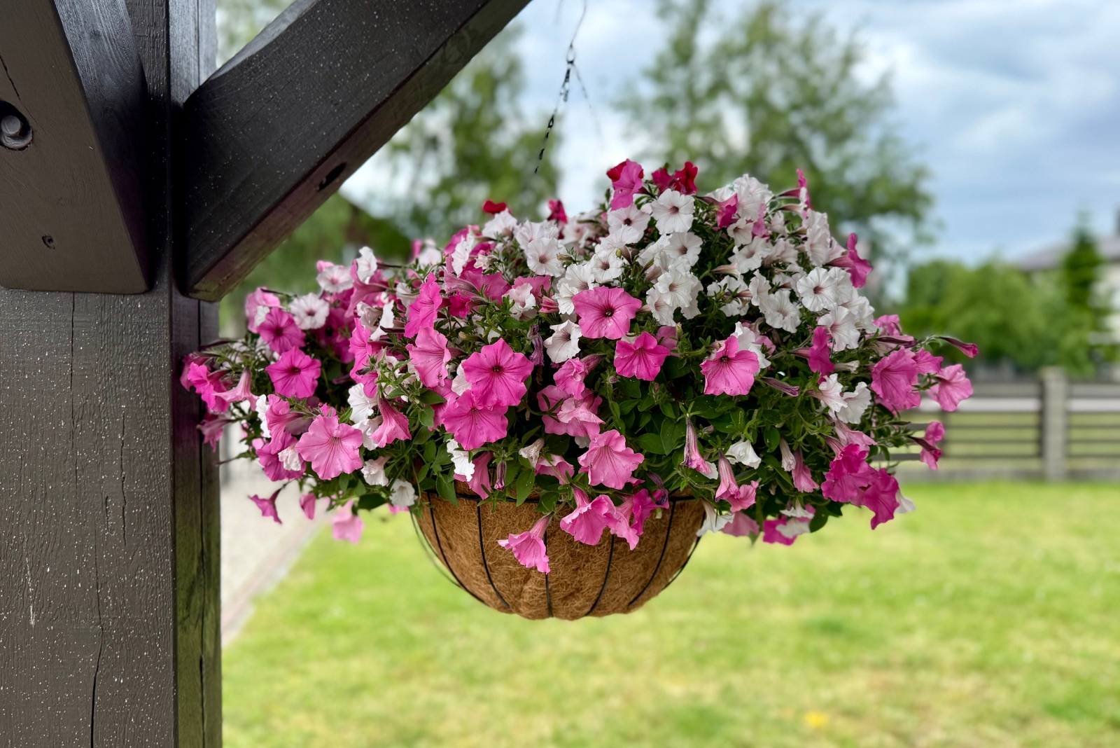 8 Reasons Petunias Make The Perfect Patio Plant In Louisiana