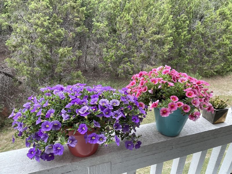 They Love Louisiana's Hot, Humid Weather