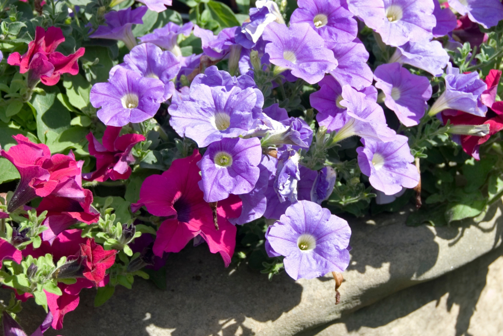 8 Reasons Tennessee Homeowners Love Planting Petunias Near The Patio
