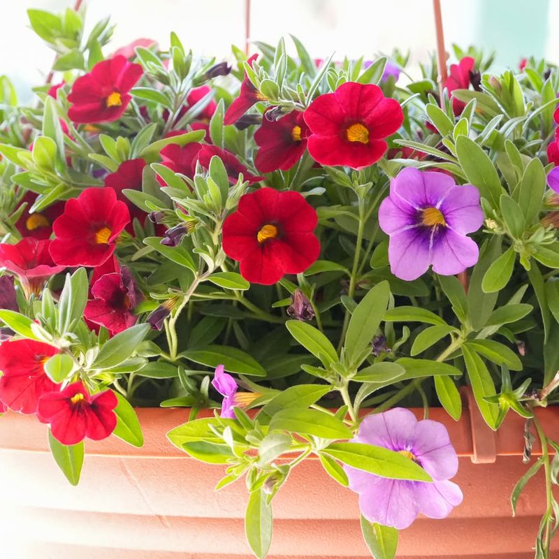 Vibrant Colors That Pop All Summer Long