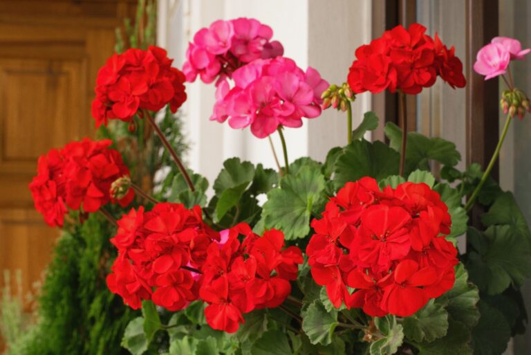 Richly blooming geranium flowers
