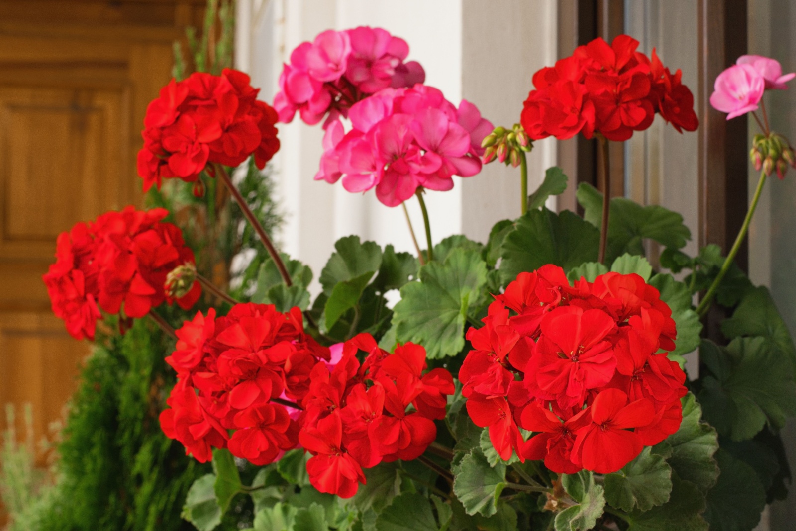 8 Reasons To Plant Geraniums Near Your Patio In Michigan This Season