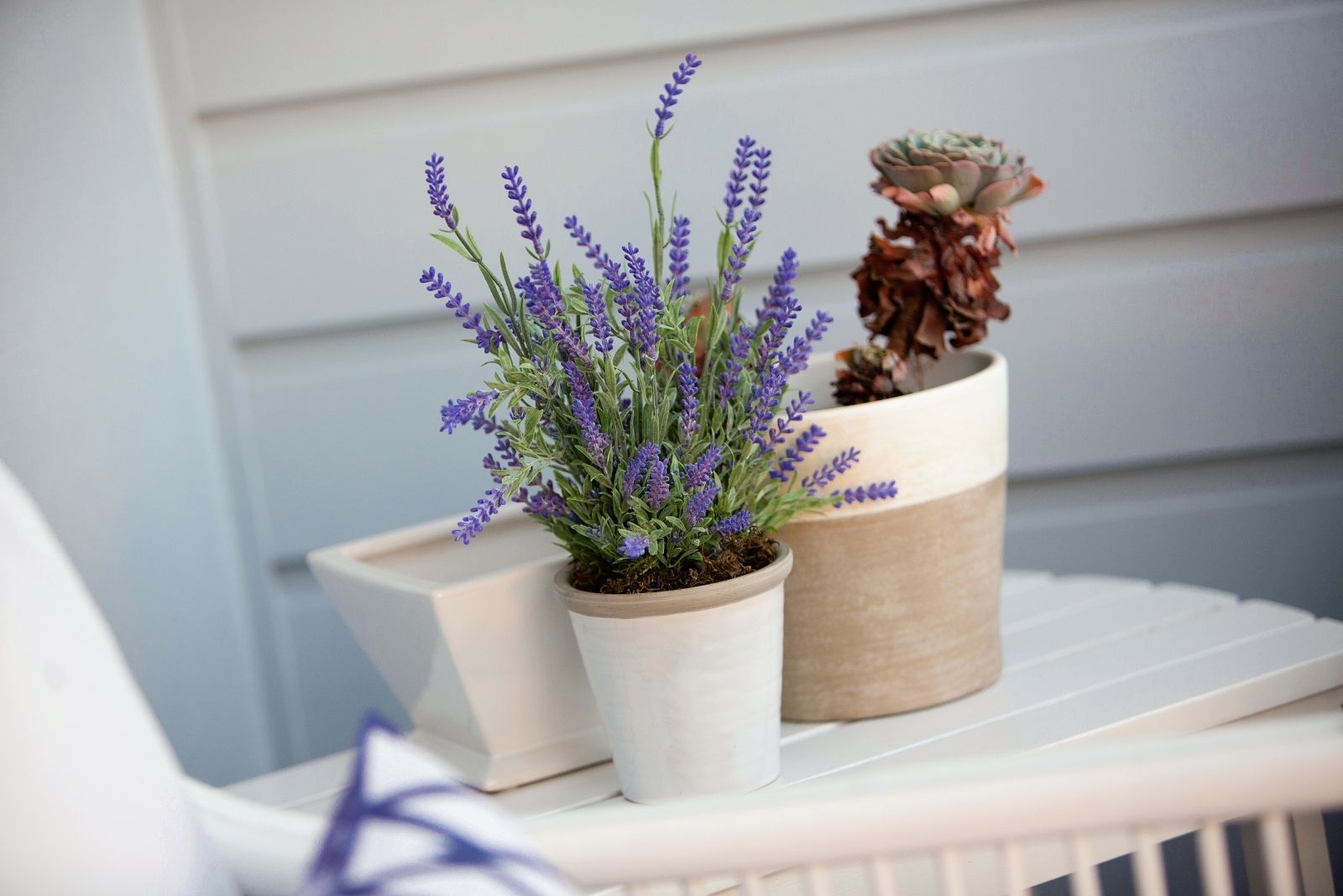 8 Reasons To Plant Lavender Near Your Patio In Kansas