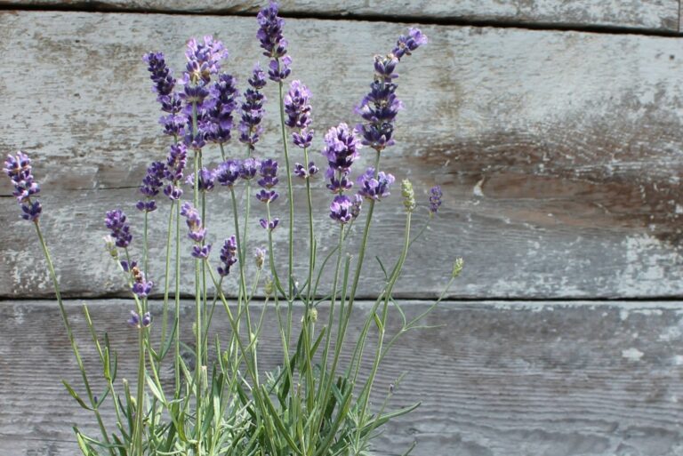 Lavender in pot