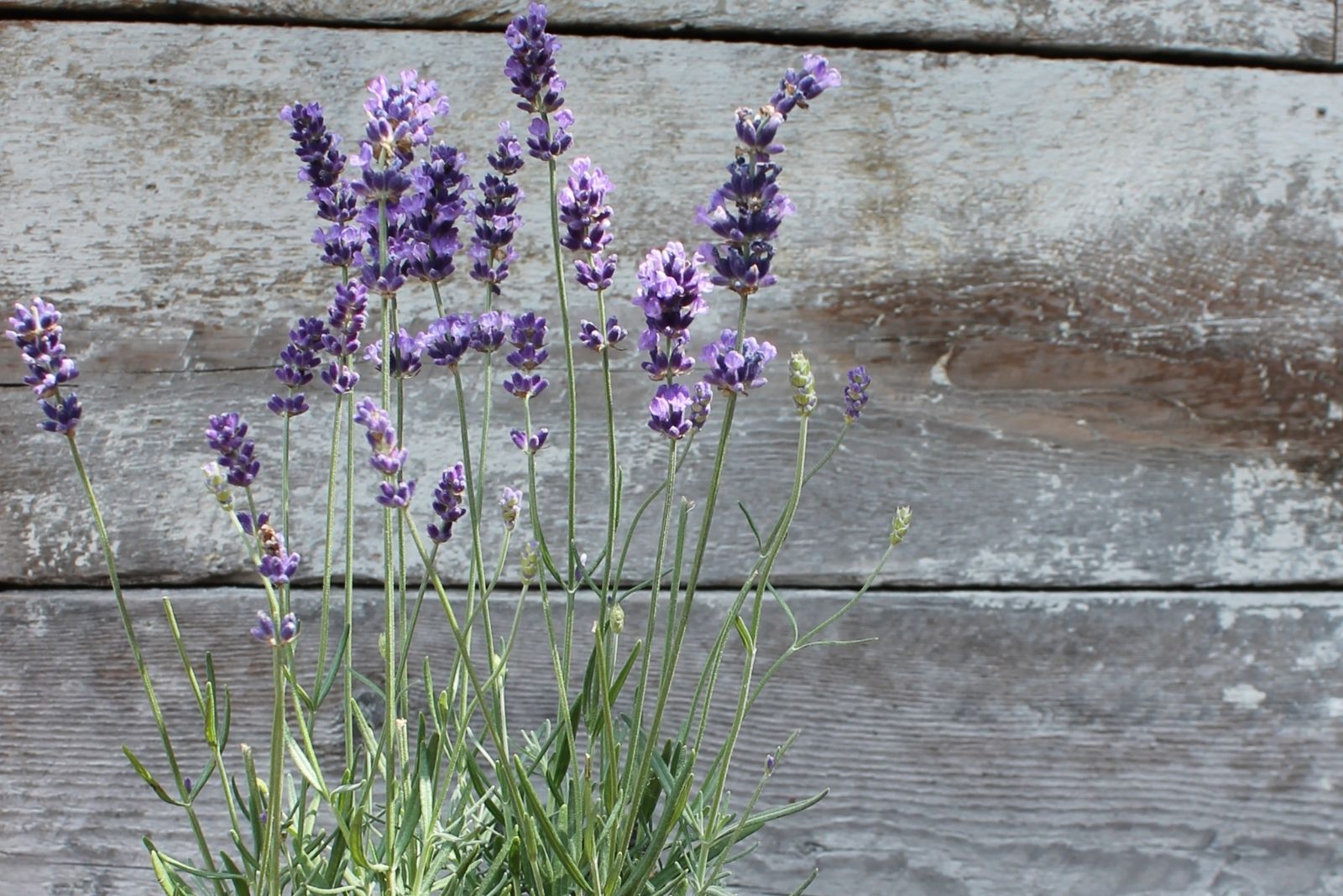 Lavender in pot