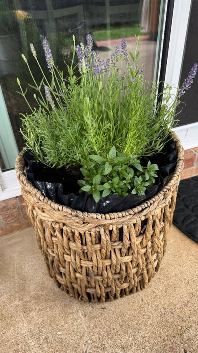 Natural Mosquito Deterrent