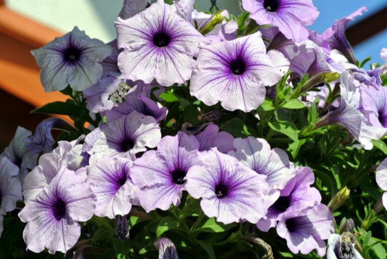 petunias