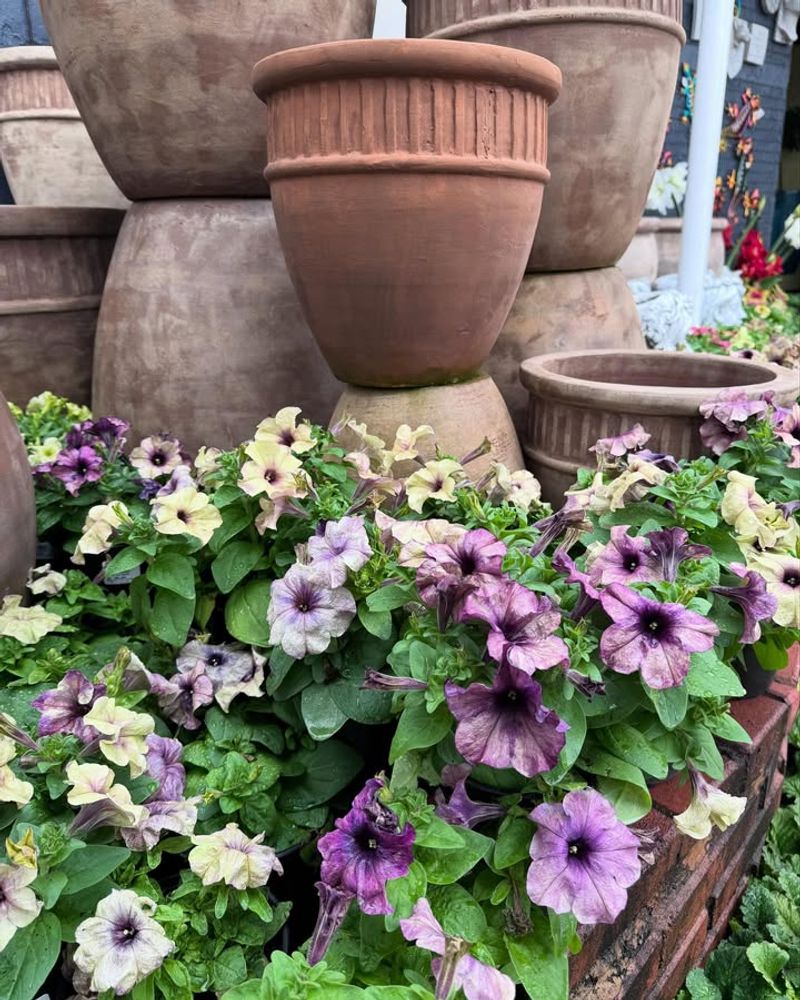 Heat Tolerance Keeps Blooms Coming All Summer