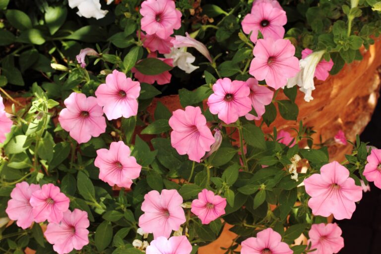 Petunias (featured image)
