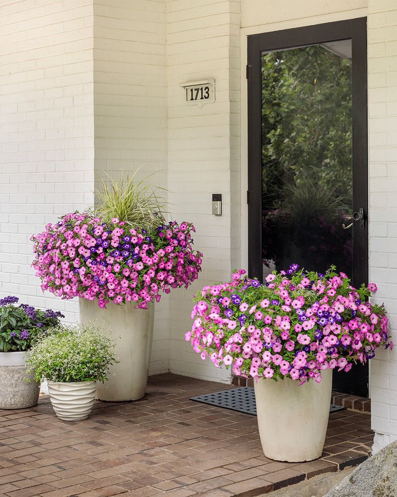 They Thrive in North Carolina's Warm Climate