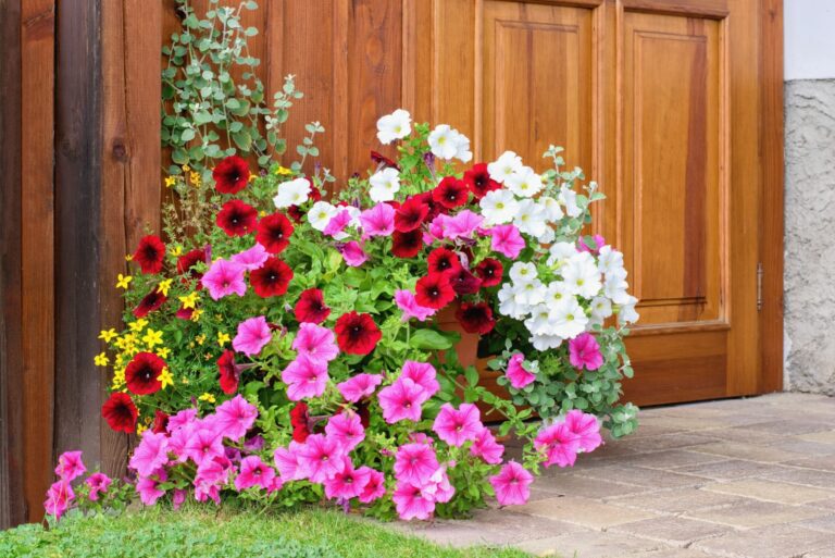 Varieties of hanging petunias