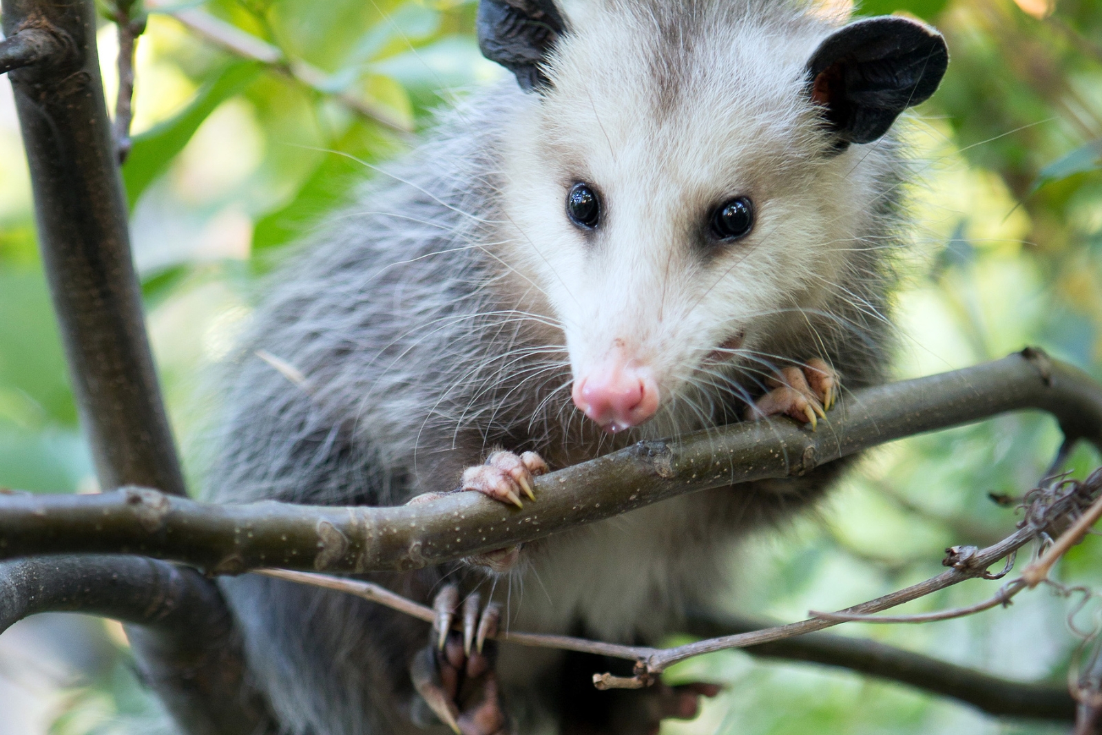 8 Reasons Why Possums Deserve A Place In North Carolina Yards