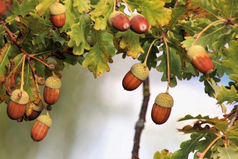 acorns on the oak tree