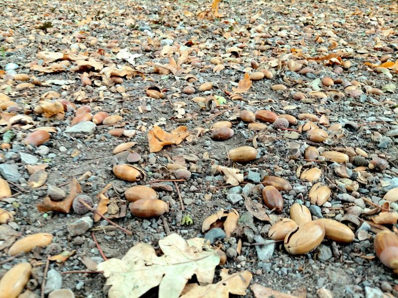 Mast Year Phenomenon