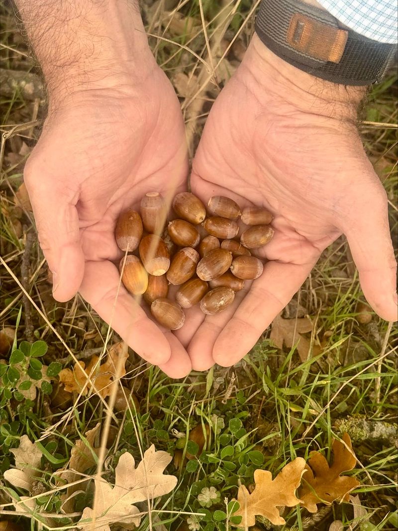 Mast Year Phenomenon