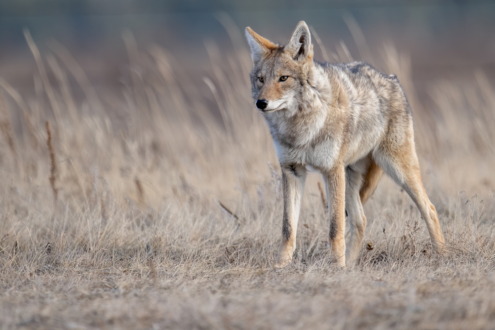 8 Responsible Ways To Handle A Coyote In Your Illinois Yard (And 4 That Could Cause Problems)