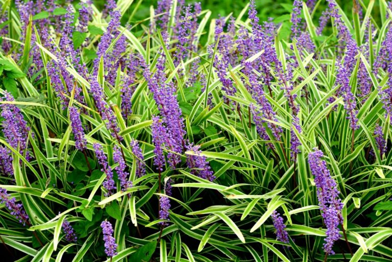 Liriope muscari / Lilyturf Flower