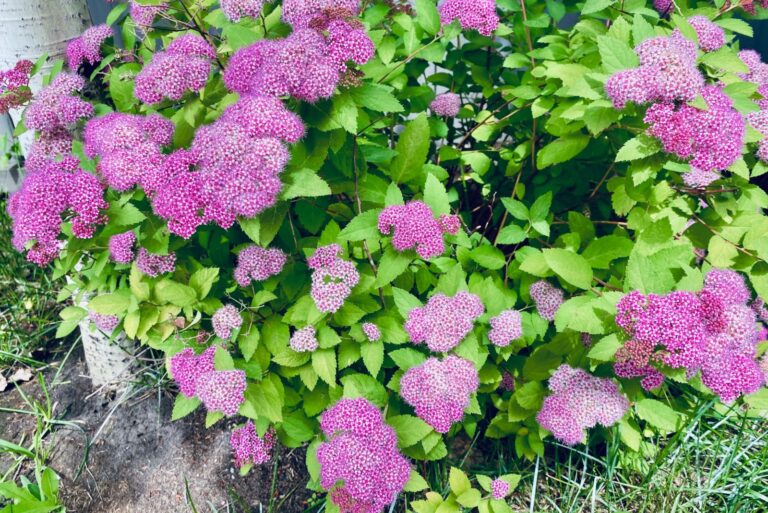A thriving spirea bush