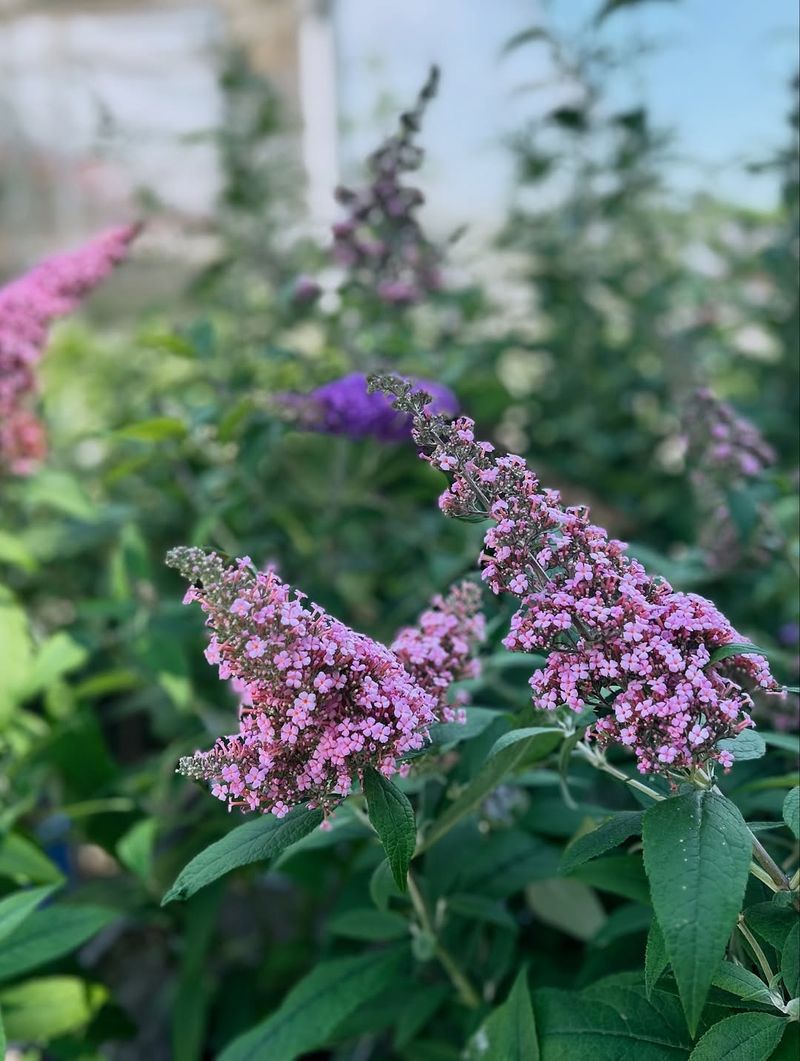 Butterfly Bush