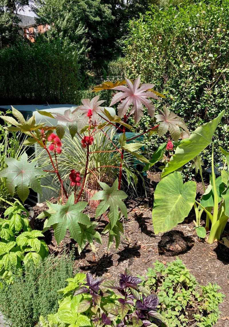 Plant Castor Bean Around Your Garden Borders