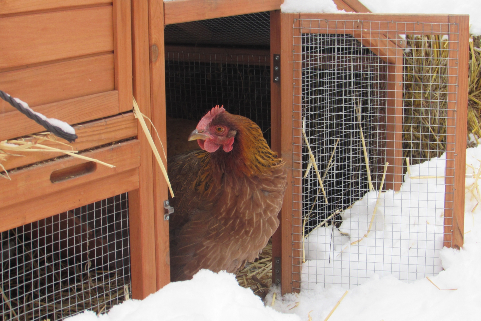 8 Simple Steps To Prep Your Chicken Coop For Wisconsin Cold