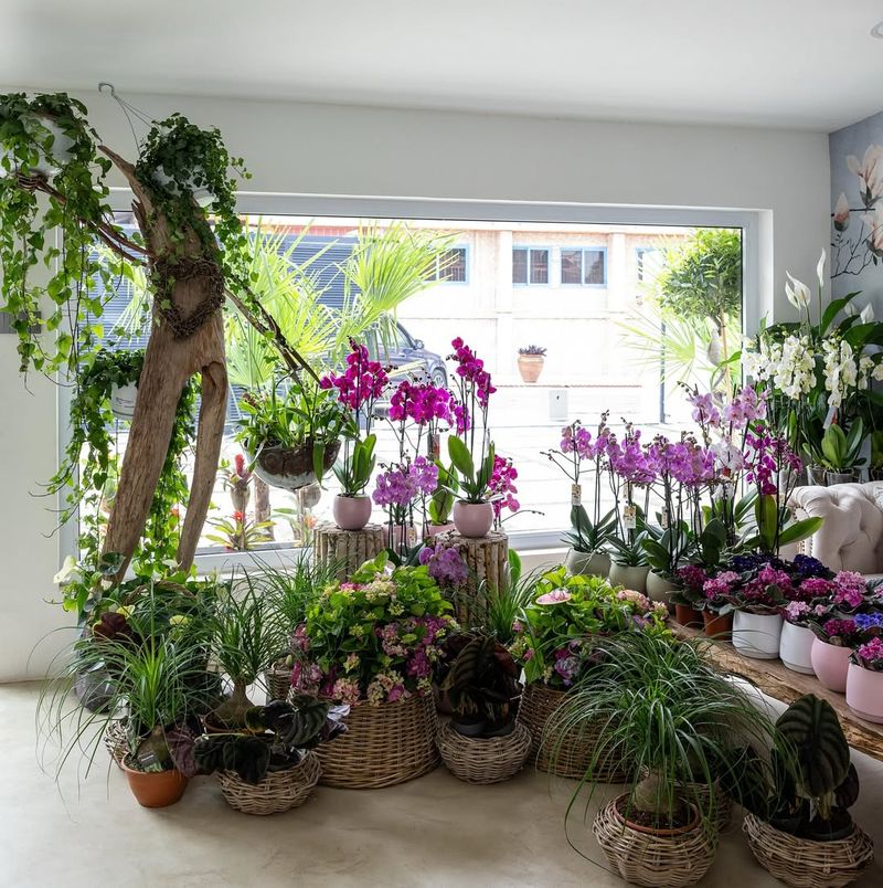 Bring Delicate Plants Indoors