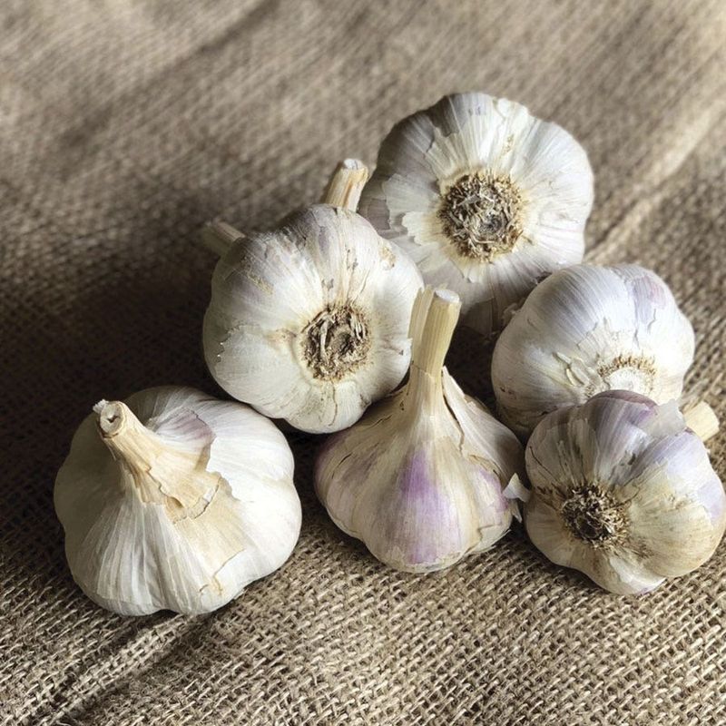 Choose The Right Garlic Variety For Oregon's Climate