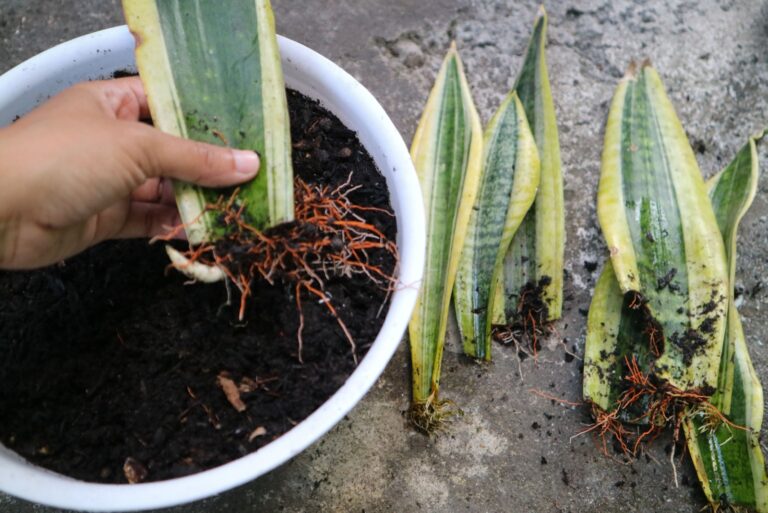 Sansevieria or snake plant propagation