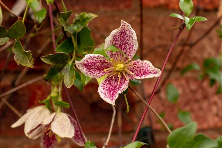 Clematis cirrhosa