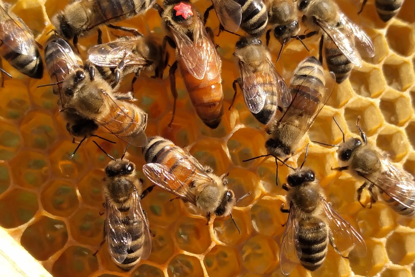 8 Surprising Reasons Bees Are Vanishing In West Virginia