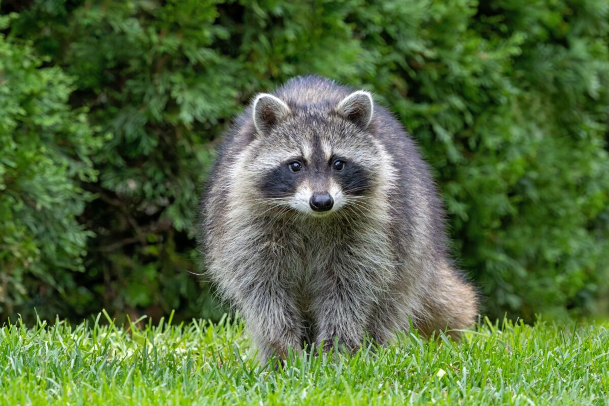 Barnyard Raccoon 8 Things Arizona Homeowners Should Know Before Removing Raccoons From ...